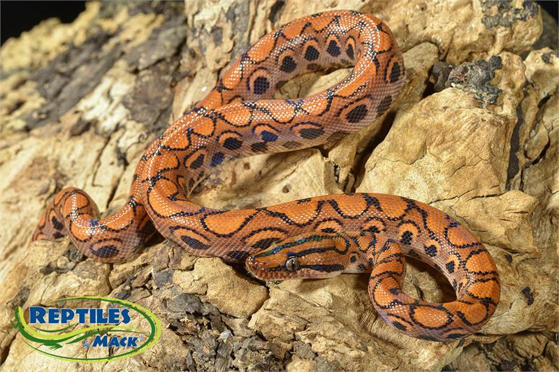 Brazilian Rainbow Boa Facts