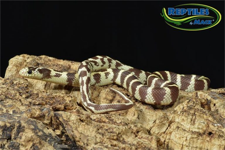 King Snake Care Sheet – Reptiles by Mack - King Snake Hatchling Care Tips