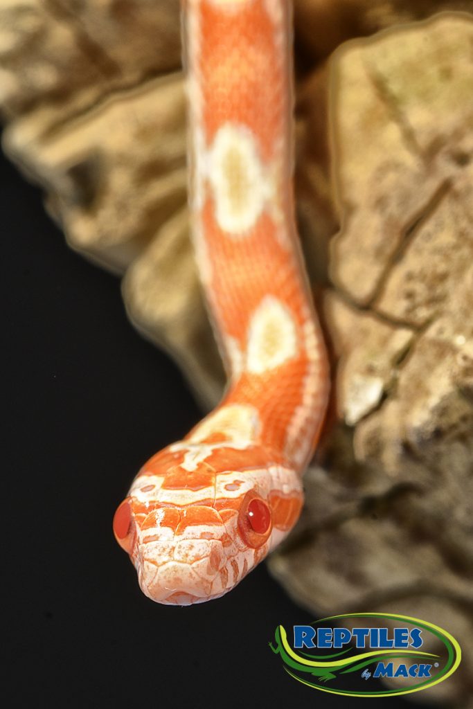 Corn Snake Care Sheet – Reptiles By Mack