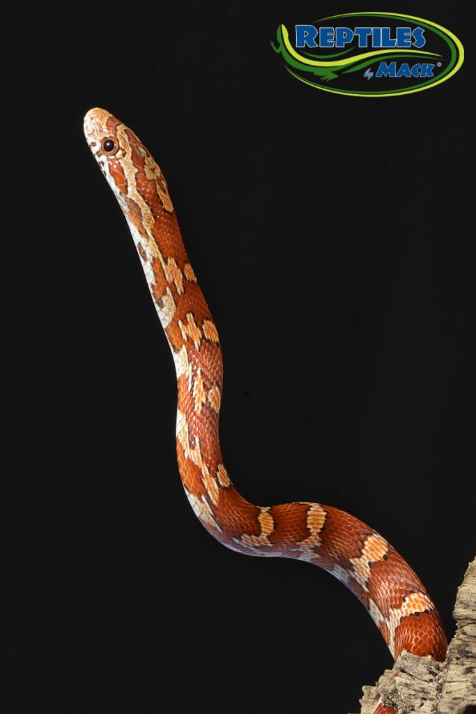 Corn Snake Care Sheet Reptiles by Mack