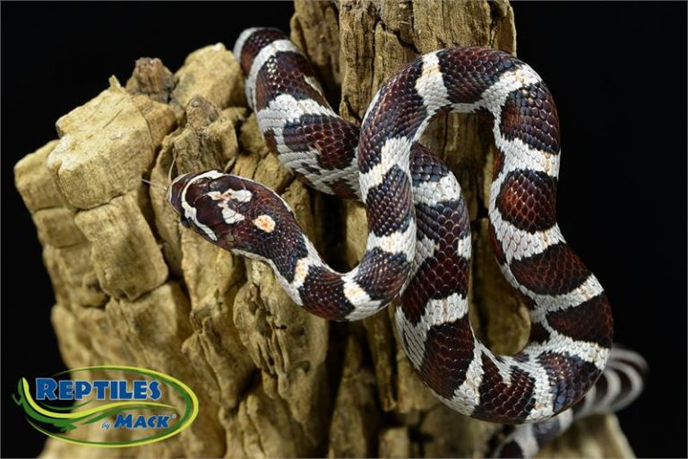 Corn Snake Care Sheet – Reptiles By Mack