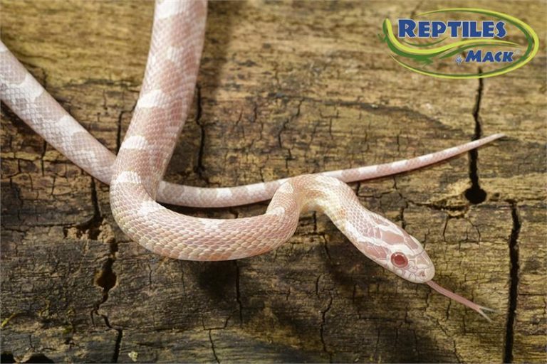 Image showcasing Corn Snake Care Sheet – Reptiles by Mack