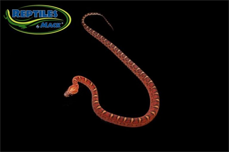 Corn Snake Care Sheet – Reptiles By Mack