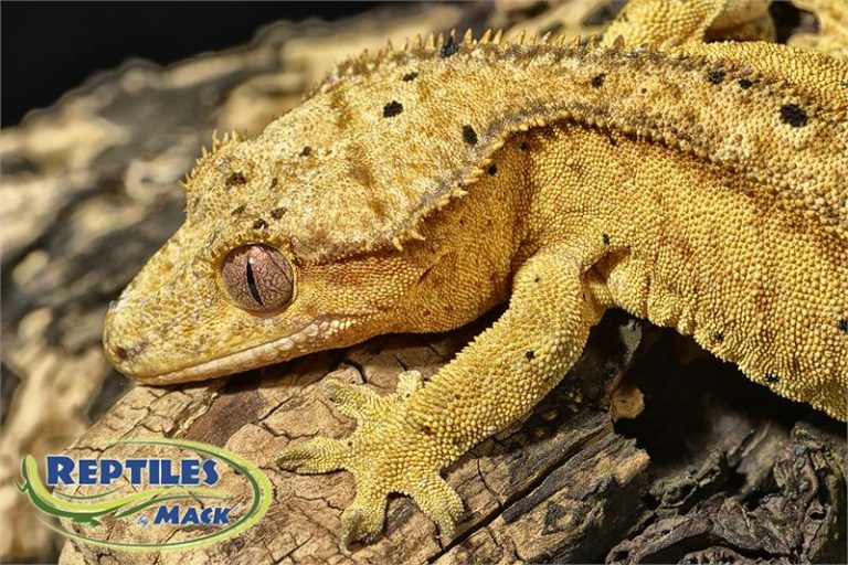 Crested gecko care sheet reptiles by mack