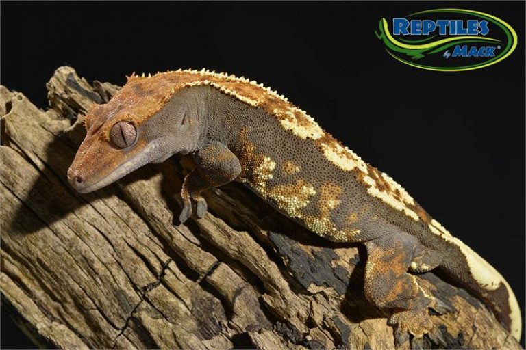 Crested Gecko Care Sheet – Reptiles by Mack