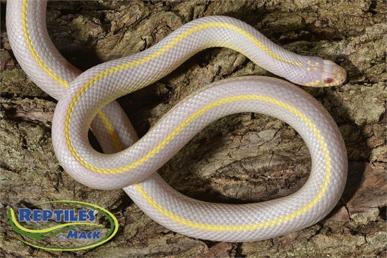 King Snake Care Sheet – Reptiles By Mack