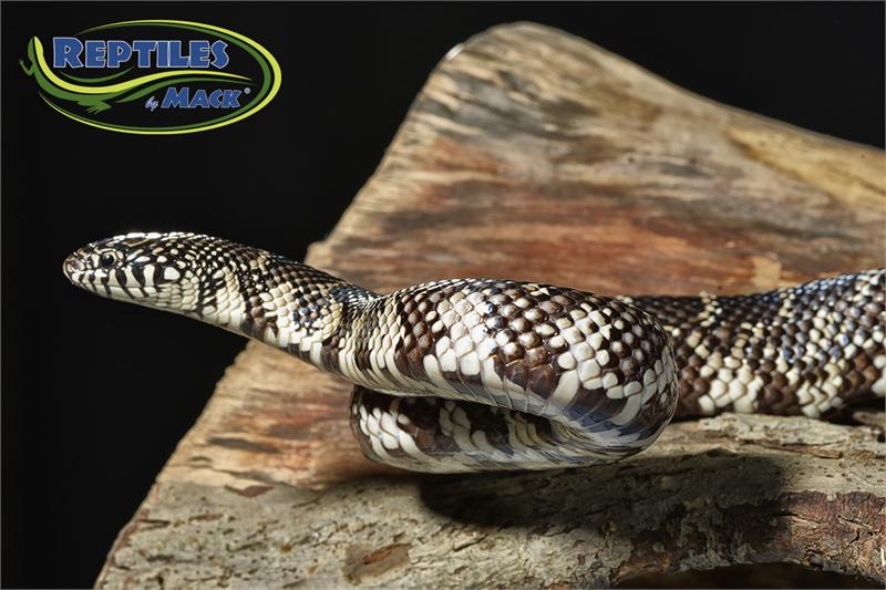 King Snake Care Sheet - Reptiles by Mack