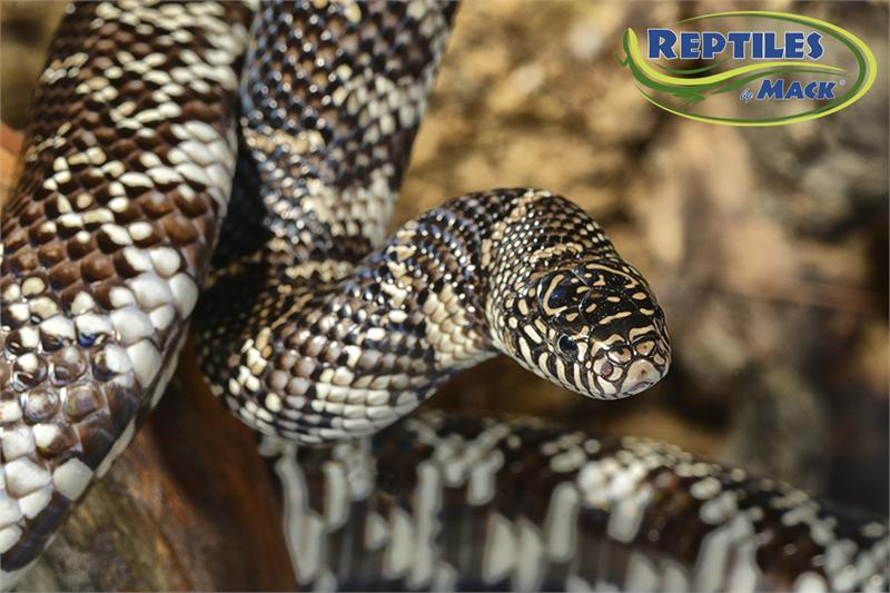 King Snake Care Sheet - Reptiles by Mack