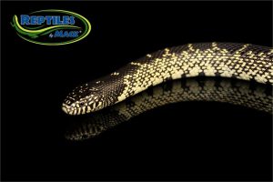 King Snake Care Sheet – Reptiles By Mack