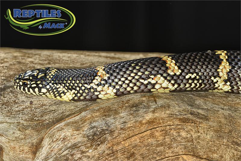 King Snake Care Sheet – Reptiles By Mack