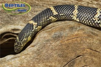Image showcasing King Snake Care Sheet – Reptiles by Mack