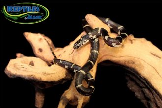 Picture of King Snake Care Sheet – Reptiles by Mack