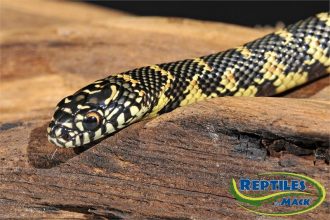 King Snake Care Sheet – Reptiles by Mack - King Snake Hatchling Care Tips