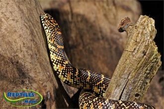 King Snake Care Sheet – Reptiles by Mack - King Snake Hatchling Care Tips