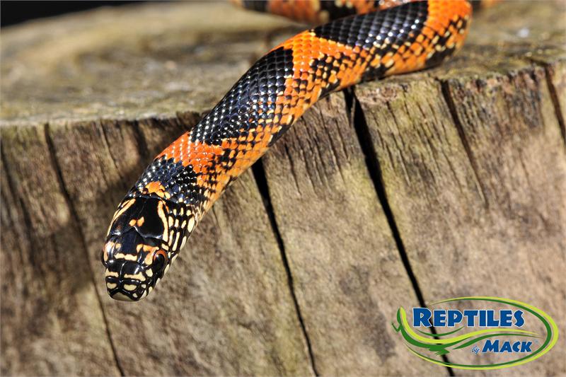 33 Best Images King Snake Pet Care - King Snake Care Sheet - Reptiles by Mack