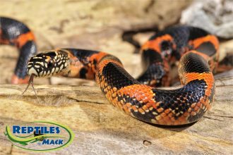 Beautiful view of King Snake Hatchling Care Tips