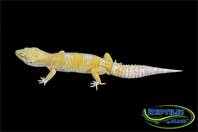 Leopard Gecko Care Sheet – Reptiles by Mack