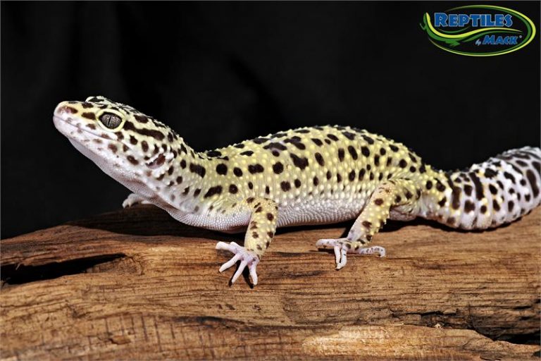 Leopard Gecko Care Sheet Reptiles by Mack