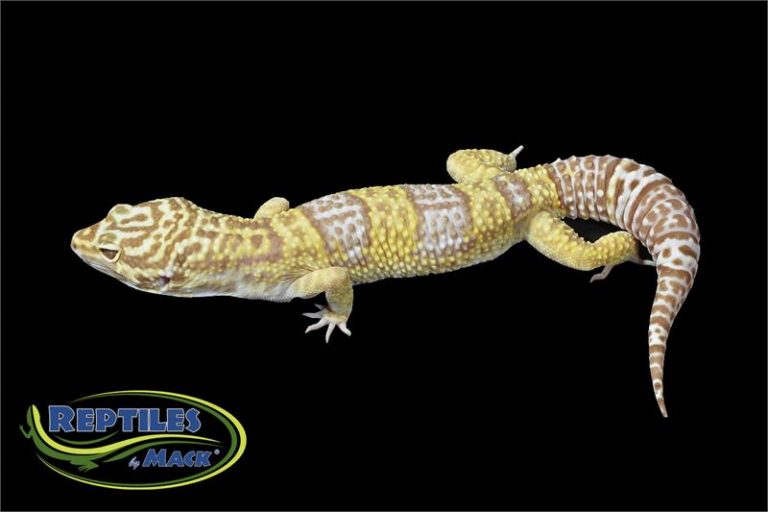 Leopard Gecko Care Sheet – Reptiles by Mack