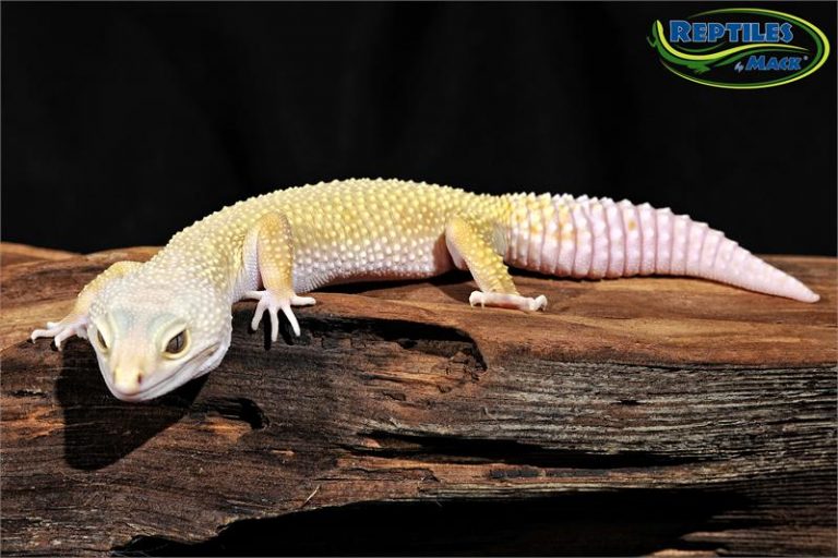 Leopard Gecko Care Sheet – Reptiles by Mack