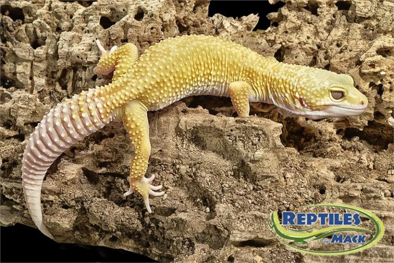 Leopard Gecko Care Sheet – Reptiles by Mack