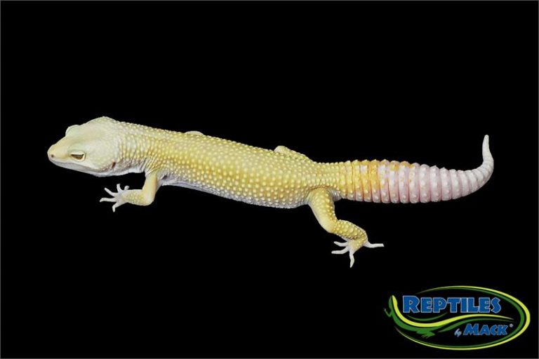 Leopard Gecko Care Sheet – Reptiles by Mack