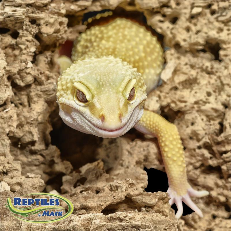 Leopard Gecko Care Sheet – Reptiles By Mack