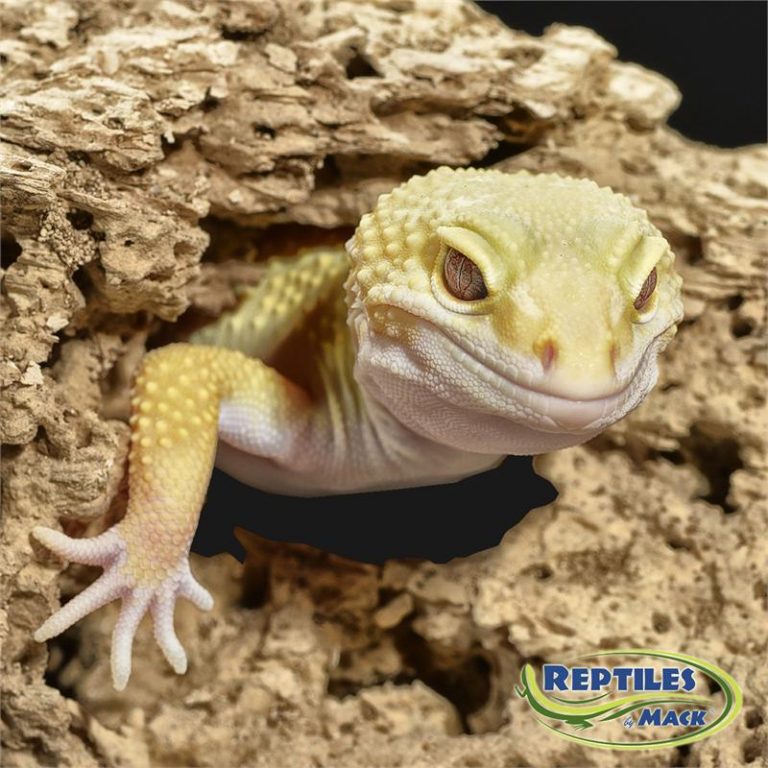 Leopard Gecko Care Sheet Reptiles by Mack