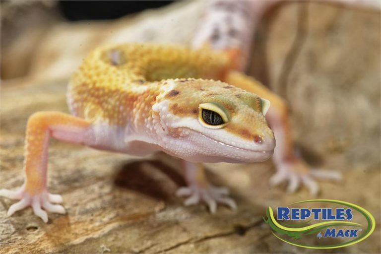 Leopard Gecko Care Sheet – Reptiles by Mack
