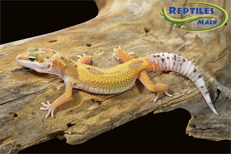 Leopard Gecko Care Sheet – Reptiles by Mack