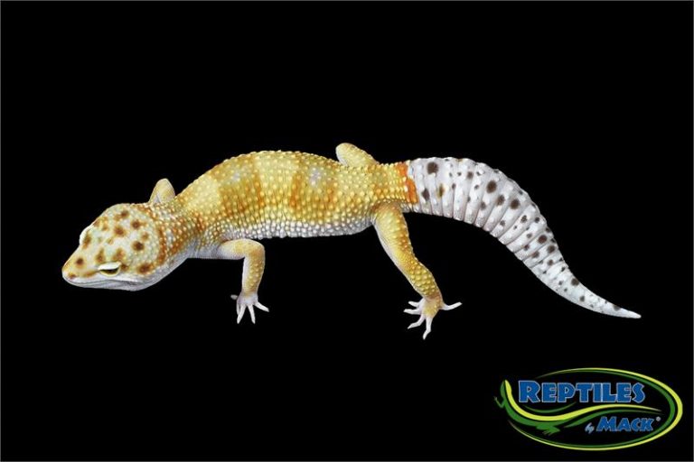 Leopard Gecko Care Sheet – Reptiles by Mack
