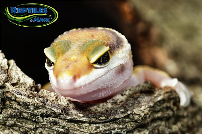 Leopard Gecko Care Sheet – Reptiles By Mack