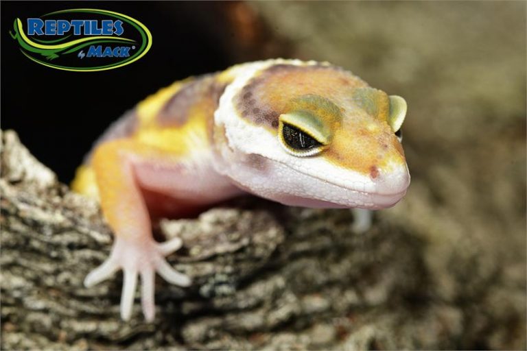 Leopard Gecko Care Sheet Reptiles by Mack