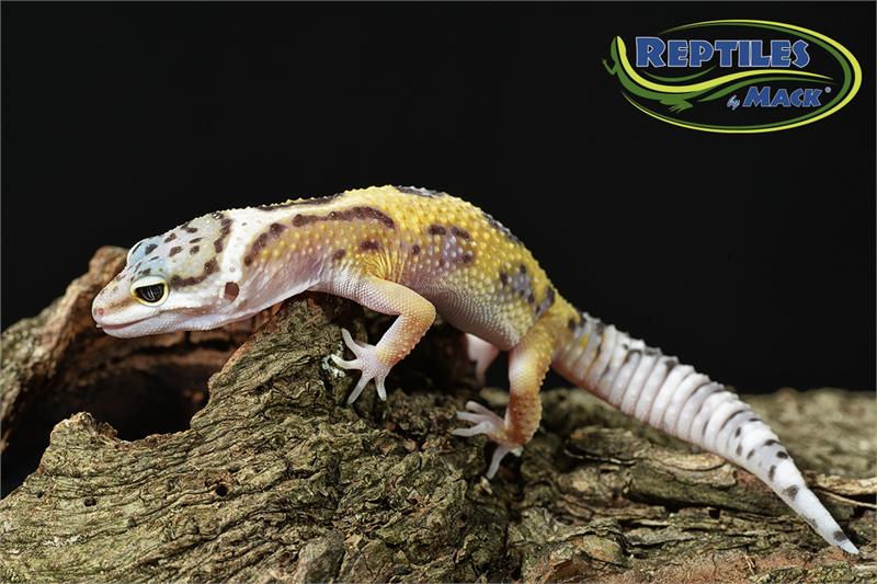 Leopard Gecko Care Sheet – Reptiles By Mack