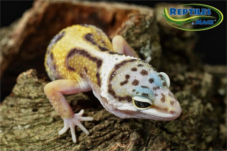 download waxworms for leopard geckos