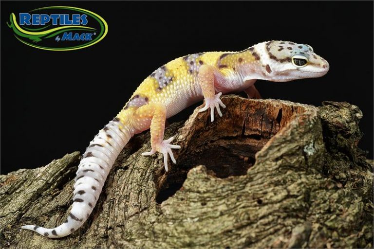 Leopard Gecko Care Sheet Reptiles by Mack