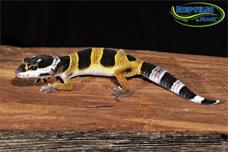 Leopard Gecko Care Sheet Reptiles by Mack
