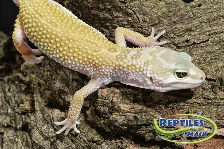 Leopard Gecko Care Sheet Reptiles by Mack