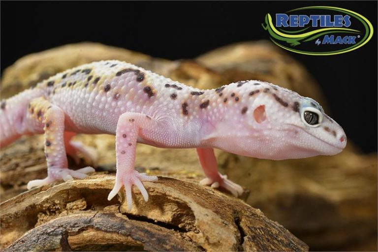 Leopard Gecko Care Sheet Reptiles by Mack