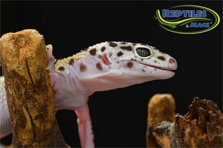 Leopard Gecko Care Sheet – Reptiles By Mack