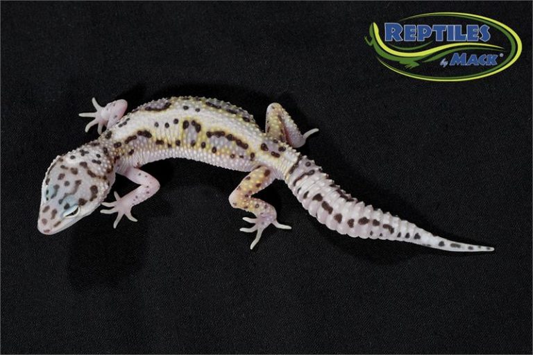 Leopard Gecko Care Sheet – Reptiles by Mack