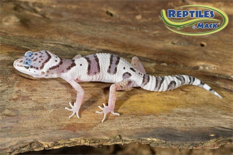 Leopard Gecko Care Sheet Reptiles by Mack