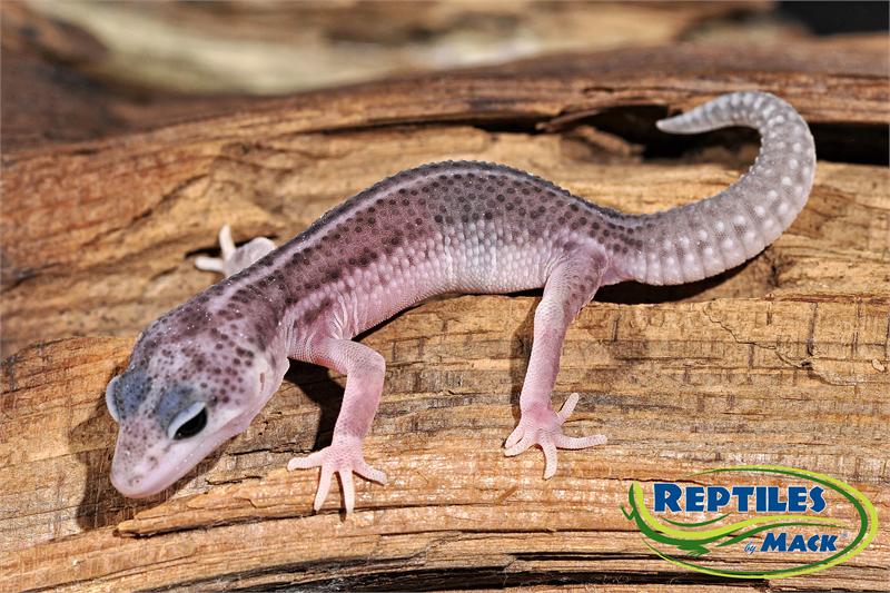 Leopard Gecko Purple