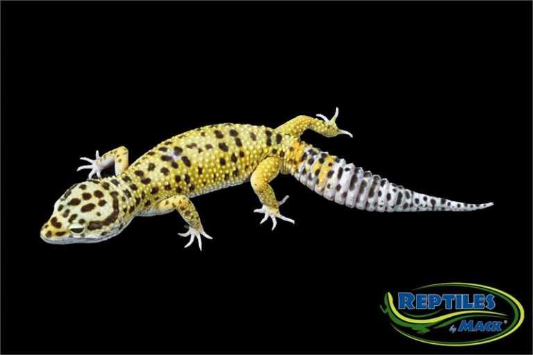 Leopard Gecko Care Sheet Reptiles by Mack