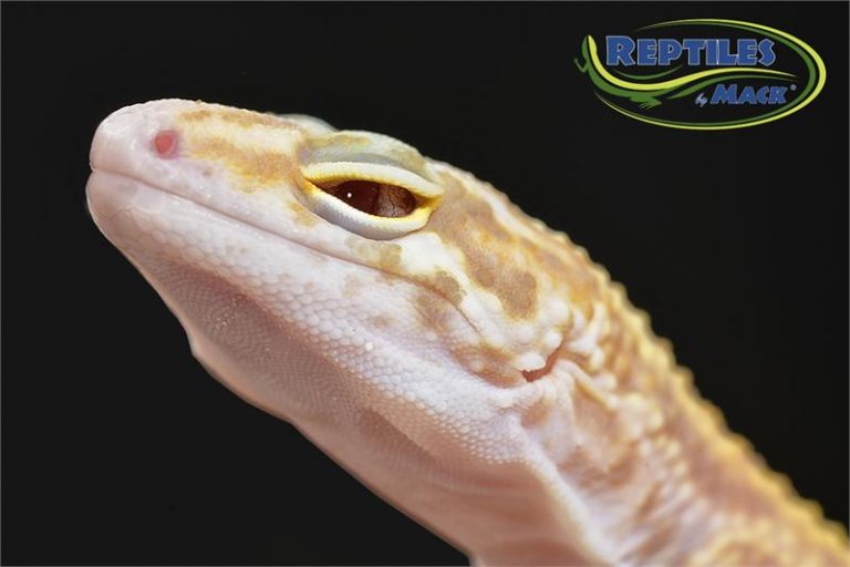 Leopard Gecko Care Sheet Reptiles by Mack