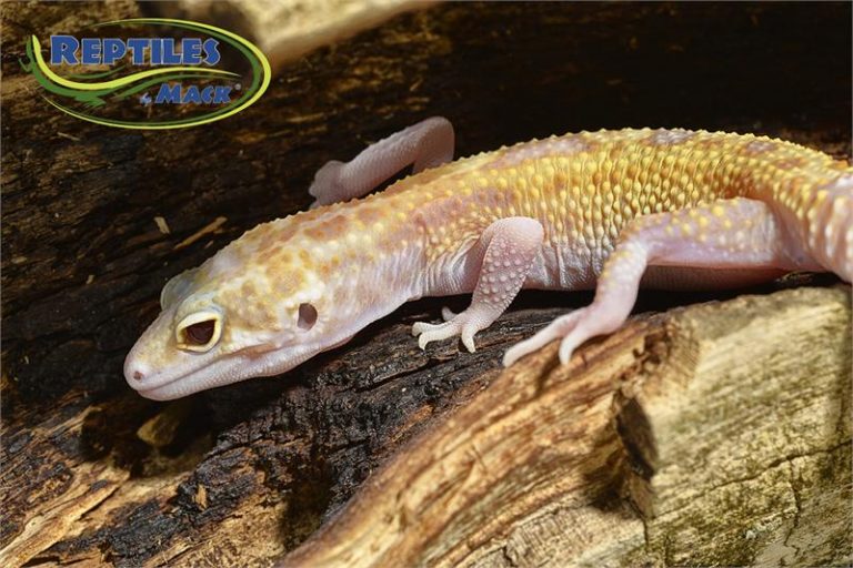 Leopard Gecko Care Sheet – Reptiles by Mack