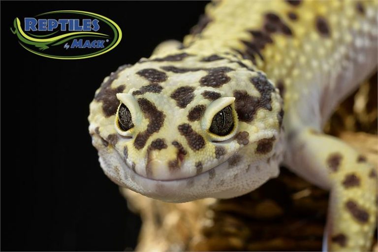 Leopard Gecko Care Sheet – Reptiles By Mack