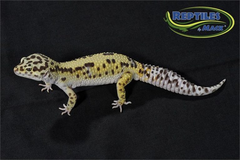 Leopard Gecko Care Sheet Reptiles by Mack