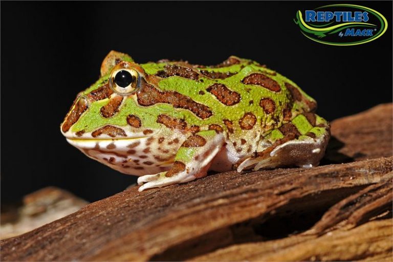 Pacman Frog Care Sheet Reptiles by Mack