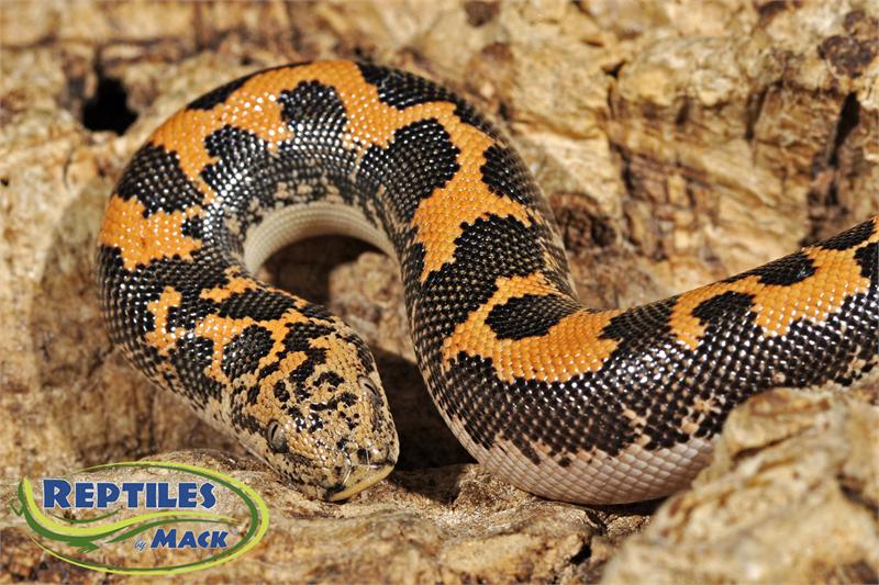 Kenyan Sand Boa Care Sheet  Expert Guide to Happy, Healthy Snakes –  Dubia.com